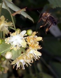 Honigbiene mit Lindenblüten